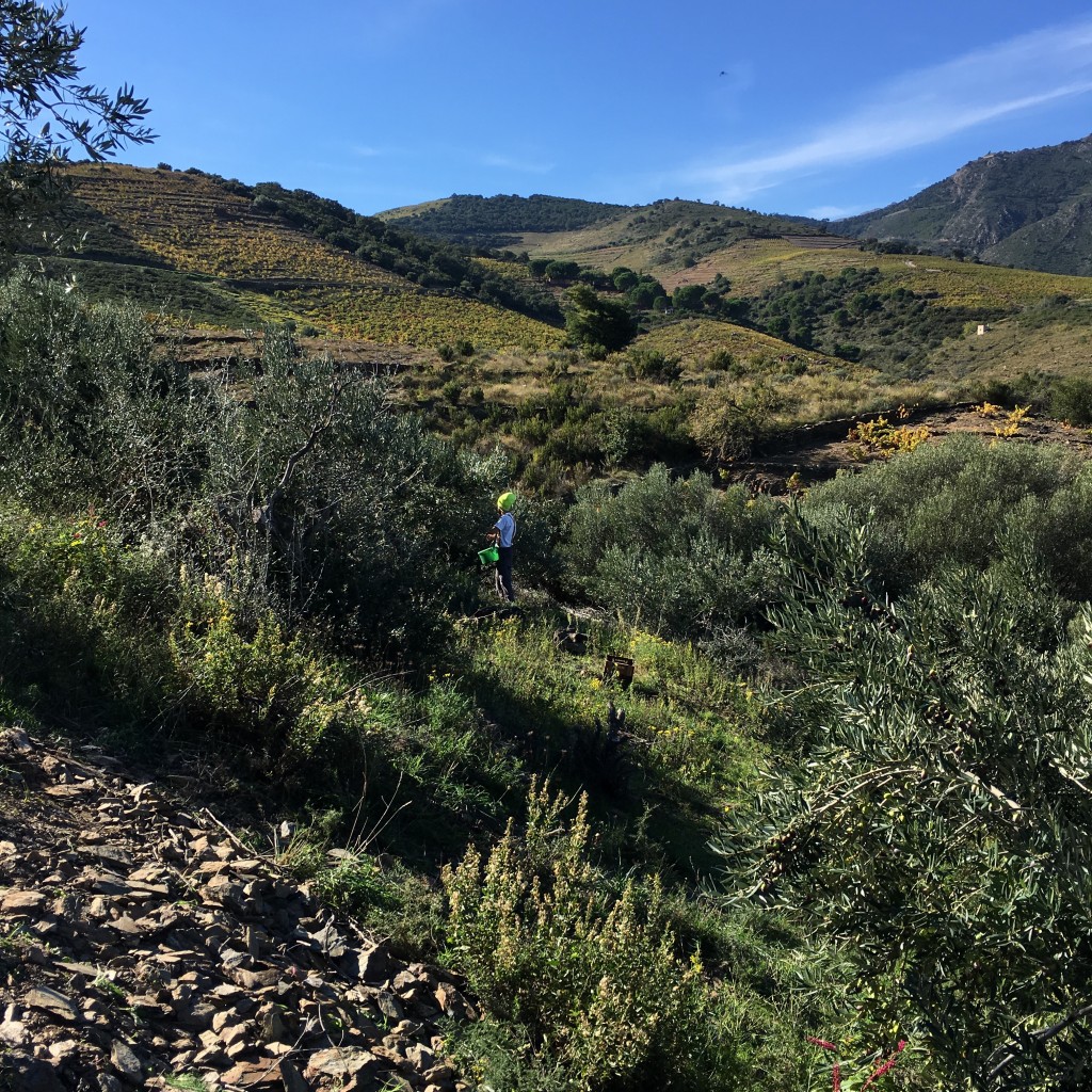 Cueillette d'olives Courbeil sur les hauteurs de Banyuls