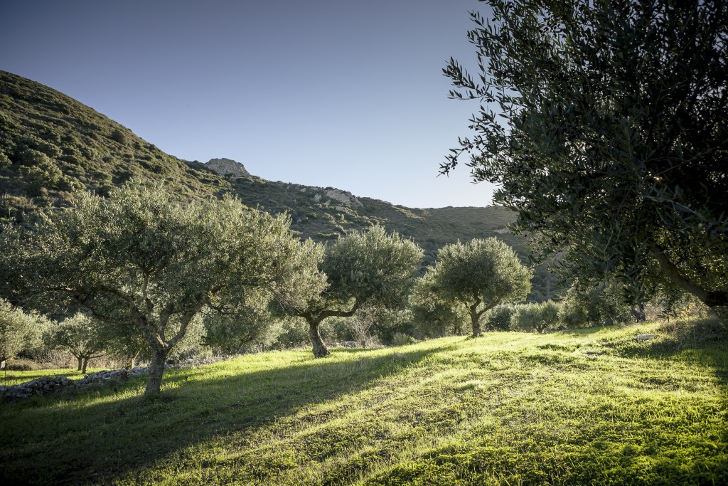 © Le terres Oli.Tina à Kythira (Cyhtère, Grèce)