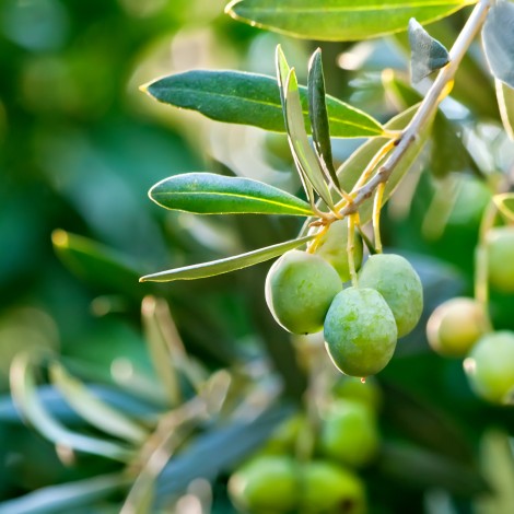 ARBEQUINA OLIO NUOVO