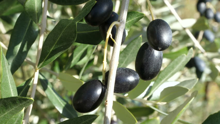 olives noires