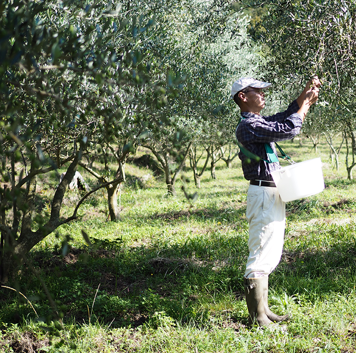 Toyohiro TAKAO in his orchard Japan