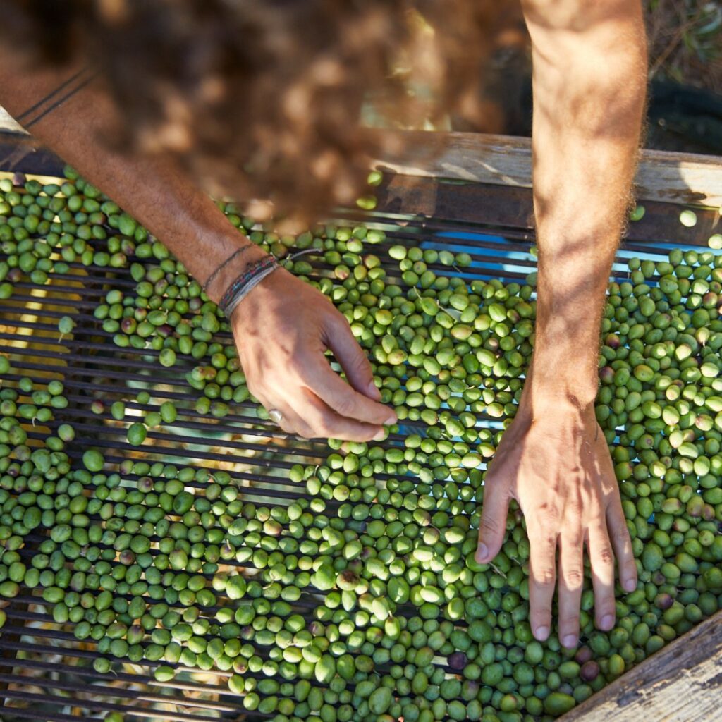 Harvest time with SOLAR Lebanon